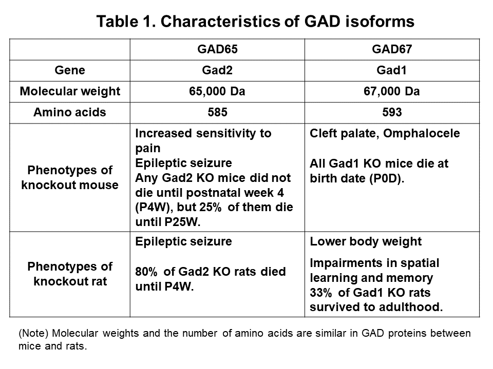 characteristics of GAD isoforms